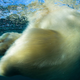 Image for article titled The best nature photo of the year is this badass polar bear